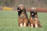 BRIARD 112